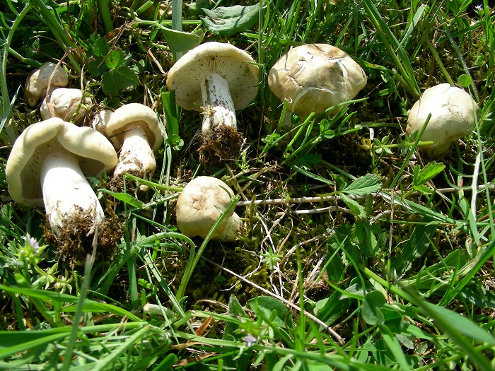 650 Aprile vecchio ritrovamento